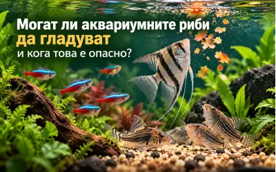 Могат ли аквариумните риби да гладуват и кога това е опасно