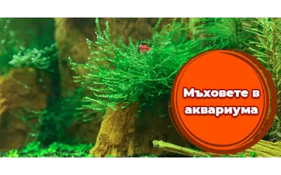 Мъховете в аквариума