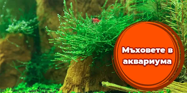Мъховете в аквариума
