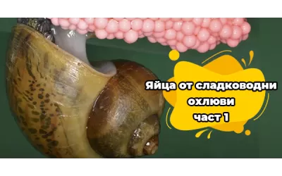 Яйца от сладководни охлюви-част 1