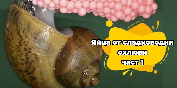 Яйца от сладководни охлюви-част 1