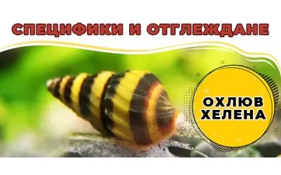 Охлюв Хелена – специфики и отглеждане