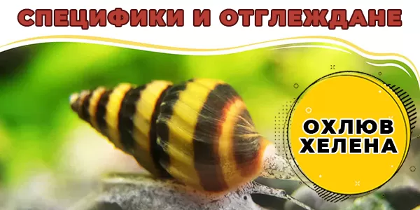 Охлюв Хелена – специфики и отглеждане