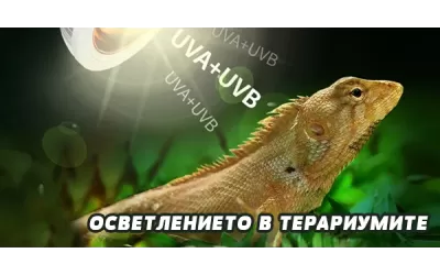 Осветлението в терариумите
