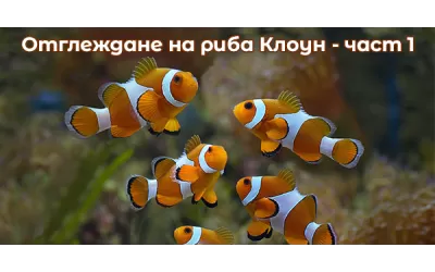 Отглеждане на риба клоун - част 1