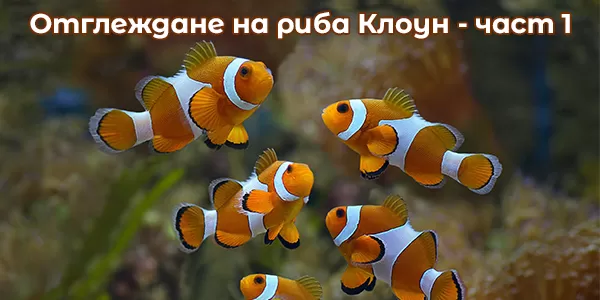 Отглеждане на риба клоун - част 1