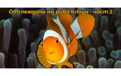 Отглеждане на риба Клоун - част 2