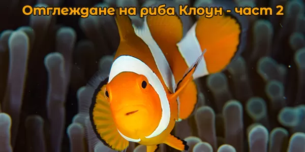 Отглеждане на риба Клоун - част 2