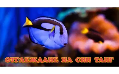 Отглеждане на Син Танг