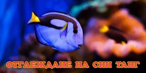Отглеждане на Син Танг