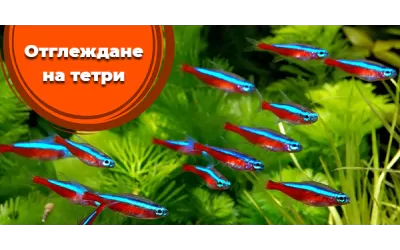 Отглеждане на тетри