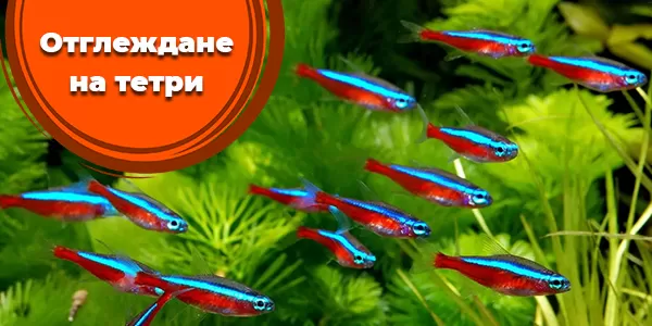Отглеждане на тетри