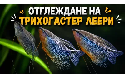 Отглеждане на Трихогастер леери