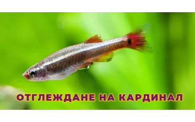 Отглеждане на Кардинал