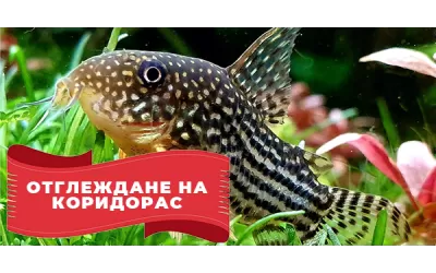 Отглеждане на Коридорас