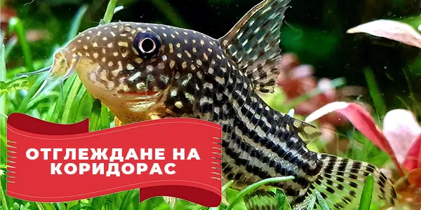 Отглеждане на Коридорас