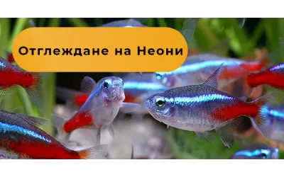 Отглеждане на Неони