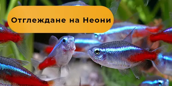Отглеждане на Неони