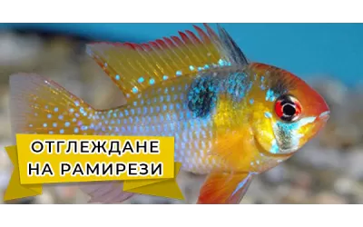 Отглеждане на Рамирези