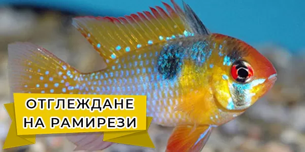 Отглеждане на Рамирези