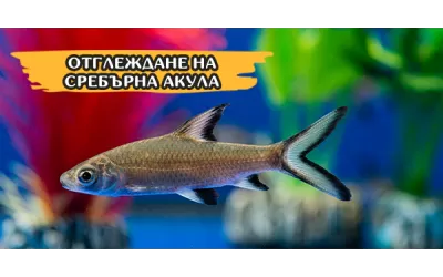 Отглеждане на Сребърна акула