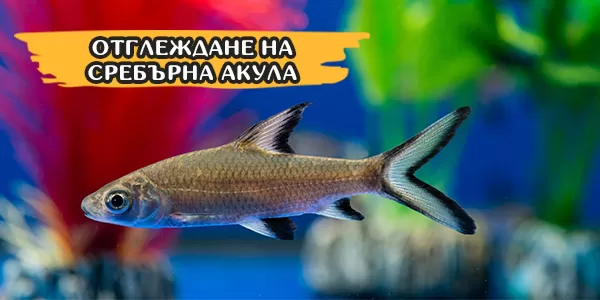 Отглеждане на Сребърна акула
