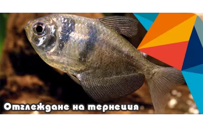 Отглеждане на Тернеция