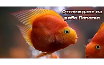 Отглеждане на риба Папагал