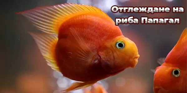 Отглеждане на риба Папагал