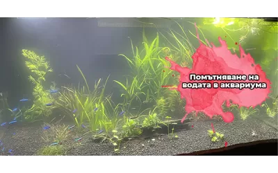 Помътняване на водата в аквариума