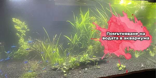 Помътняване на водата в аквариума