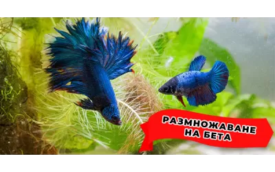 Размножаване на Бета