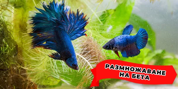 Размножаване на Бета