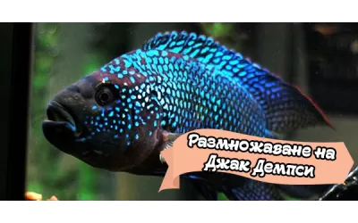 Размножаване на Джак Демпси