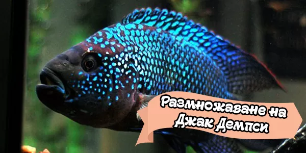 Размножаване на Джак Демпси