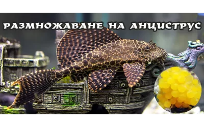 Размножаване на Анциструс