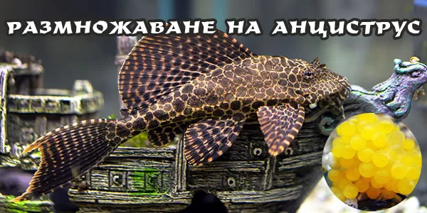 Размножаване на Анциструс