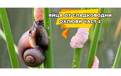 Яйца от сладководни охлюви-част 2