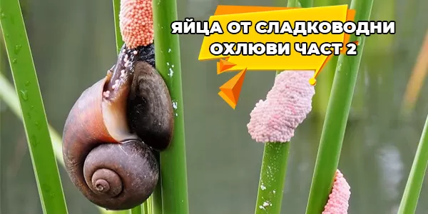 Яйца от сладководни охлюви-част 2