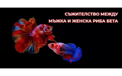 Съжителство между мъжка и женска риба Бета