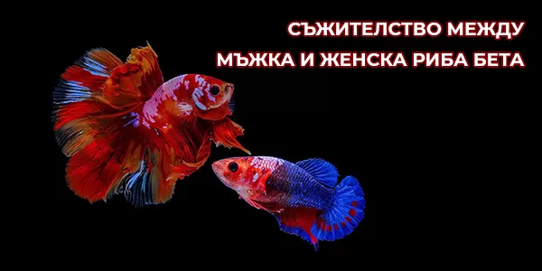 Съжителство между мъжка и женска риба Бета
