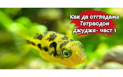 Как да отгледаме Тетраодон джудже - част 1