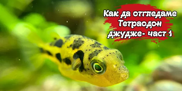 Как да отгледаме Тетраодон джудже - част 1