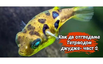 Как да отгледаме Тетраодон джудже - част 2