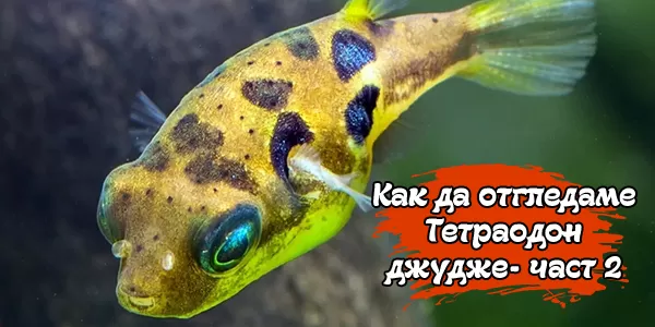 Как да отгледаме Тетраодон джудже - част 2