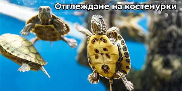 Отглеждане на костенурки