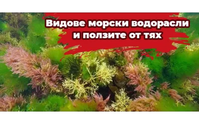 Видове морски водорасли и ползите от тях