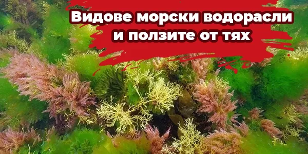 Видове морски водорасли и ползите от тях