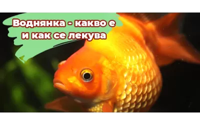 Воднянка - какво е и как се лекува