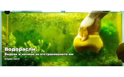 Водорасли. Видове и начини за отстраняването им (първа част)